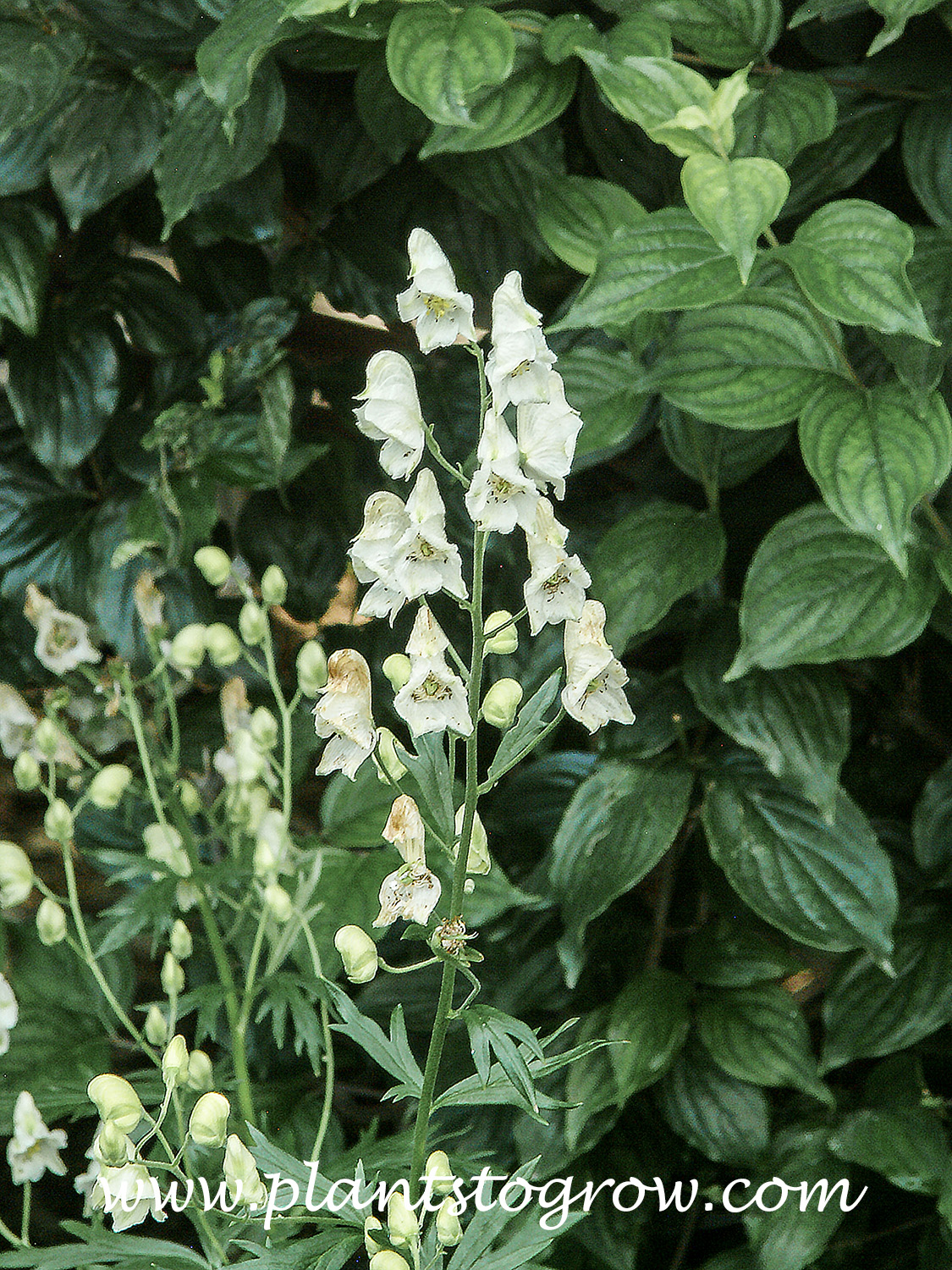 White Monkshood (Aconitum napellus album)
(July 19)